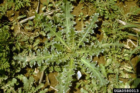 Time for Thistle Control in Pastures | Panhandle Agriculture