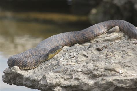 Diamondback Water Snake | Nerodia rhombifer Roy Guerrero Par… | Flickr