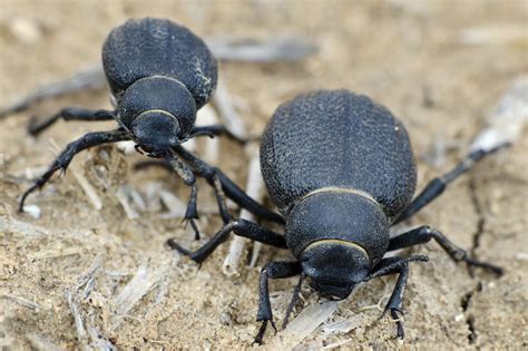 Harvesting water from the air: Discovering inspiration from beetles and ...