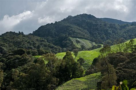 Los bosques andinos de Colombia en realidad virtual - Andean Forests