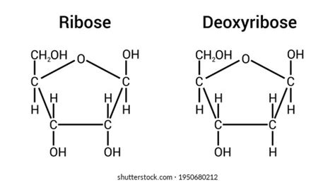 Ribose Vs Deoxyribose