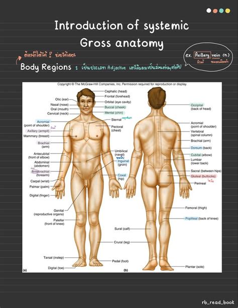 Introduction of gross anatomy - Clearnote | Pulceras de ligas, Anatomía ...