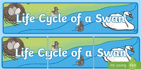 Life Cycle of a Swan Display Banner (teacher made) - Twinkl