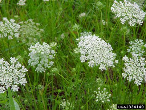 Queen Anne's lace, wild carrot (Daucus carota L.)