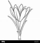 Saffron crocus flower Black And White coloring Page Stock Photo  Alamy sketch template