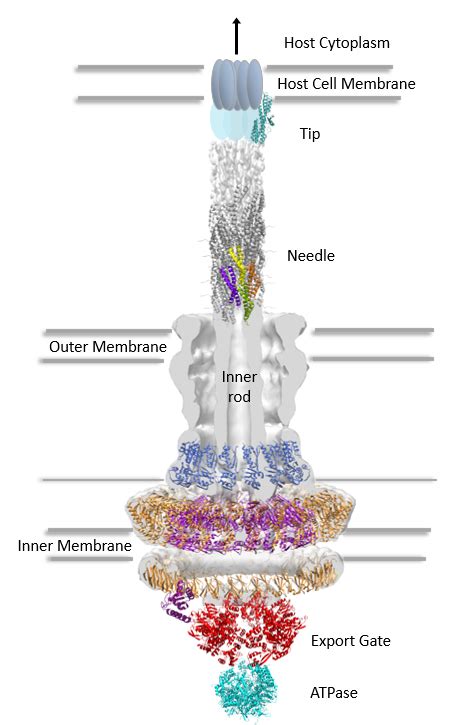 Clearing the path for infection: E. coli Type III Secretion System | Centre for Blood Research