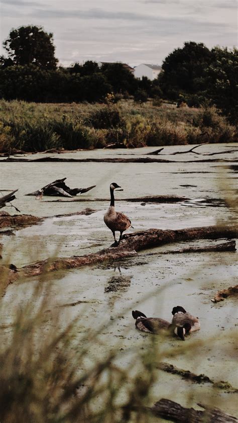 Flock of Geese at Lake · Free Stock Photo