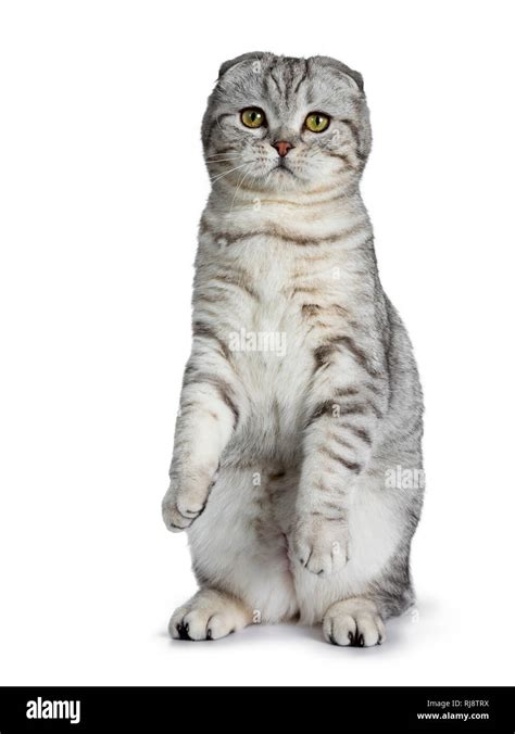 Cute young silver tabby Scottish Fold cat kitten sitting up on hind ...