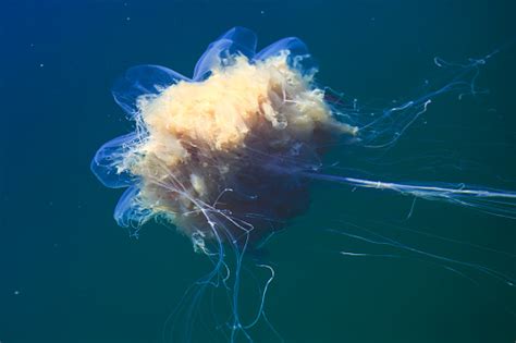 Photo libre de droit de Belle Image Animée Dune Méduse Dans Locéan Atlantique Mer De Norvège ...