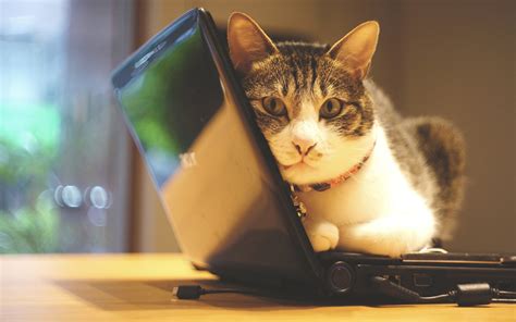 Cat Wallpaper For Laptop