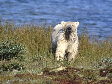 Why do polar bears have white fur? And nine other polar bear facts ...