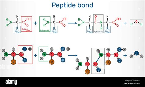 Formation Of A Peptide Bond