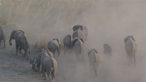 Wildlife Migration Elephants Herd. A Birds Eye View Of A Herd Of ...