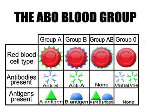 Solved Background INFO There are four types of blood: A, | Chegg.com