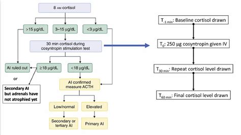 What Is A Cosyntropin Stimulation Test