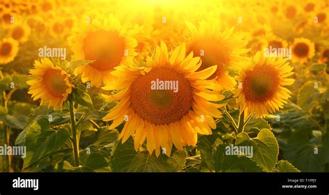 Sunny sunflowers in summer countryside Stock Photo - Alamy