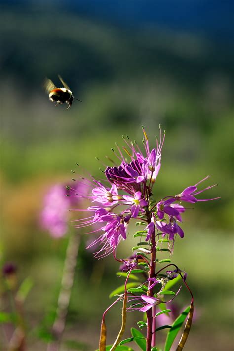 Bee Approaches Wildflower Free Stock Photo - Public Domain Pictures