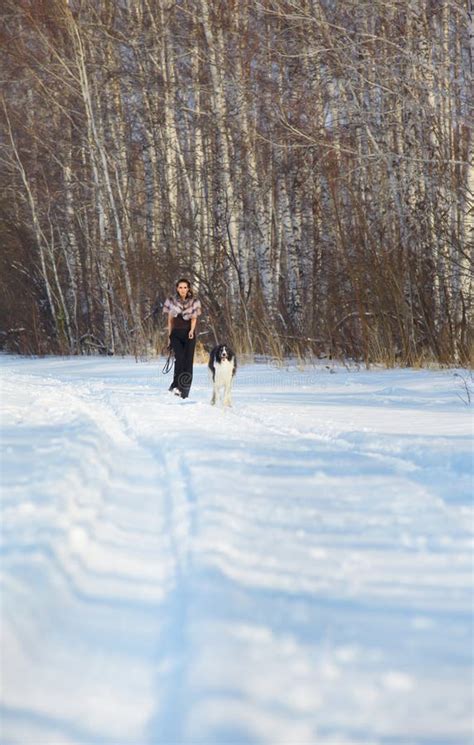 Running borzoi stock photo. Image of breed, hunting, national - 8555332