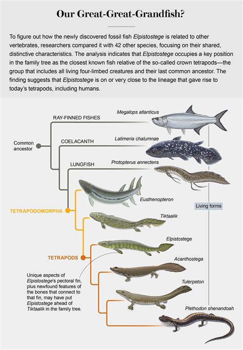 How a 380-Million-Year-Old Fish Gave Us Fingers - Scientific American