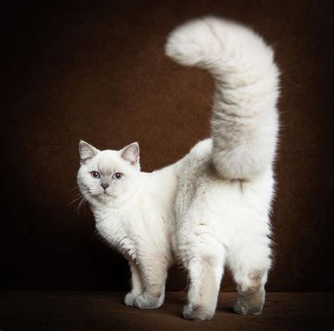 10 Amazing Cats With The Longest Tails – Viral Cats Blog