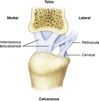 Gross Anatomy of the Subtalar Joint | Clinical Gate