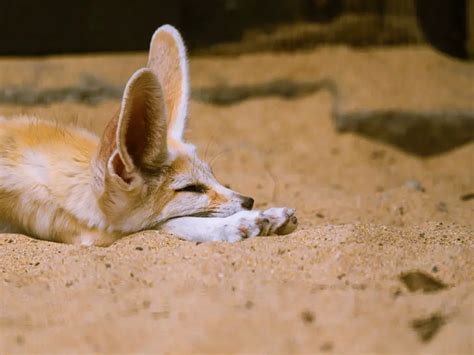 Adaptations of a Fennec Fox - Behavioral, Structural & Physiological - Zooologist