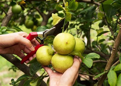 How to prune a lemon tree 🍋 ️ Key techniques for a healthy harvest