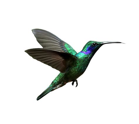 Hummingbird PNG Transparent Background Images | pngteam.com