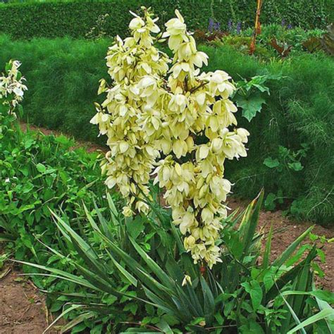 YUCCA filamentosa - View All Exotic – Australian Seed