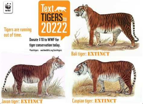 Extinct | Bengaltiger