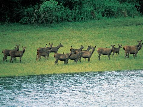 4 Must Visit Places in Munnar for Wildlife Buffs | Trawell.in Blog