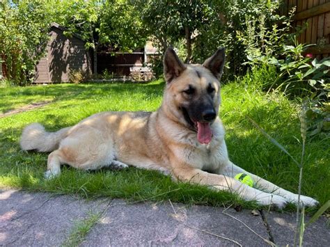 Akita German Shepherd Husky Mix (The Shepkita) • ShepskyMix