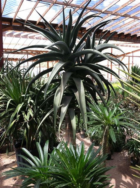 Giant Aloe Banseii at Green Things! | Patio plants, Plants, Succulents