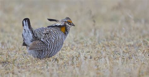 Greater Prairie Chicken | The Canadian Encyclopedia