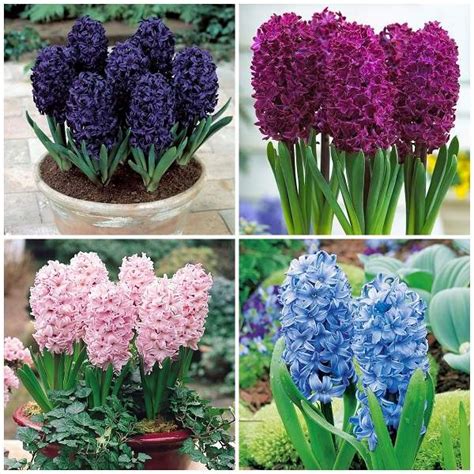 How to grow hyacinth – practical tips for beginner gardeners