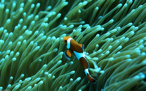 clownfish, Sea Anemones, Animals, Nature Wallpapers HD / Desktop and ...