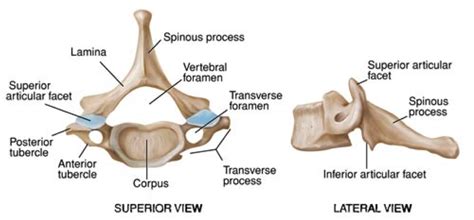 Visual Anatomy 視覚解剖学