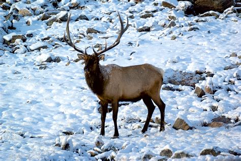 Snowy Elk - Wildlife Photograph - Fringe Photography, LLC