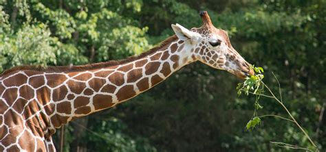 Zoo Research: Studying Our Giraffe | North Carolina Zoo