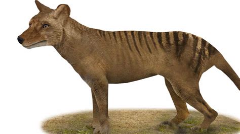 RNA Extracted from Extinct Tasmanian Tiger Sheds Light on a Bygone Era ...