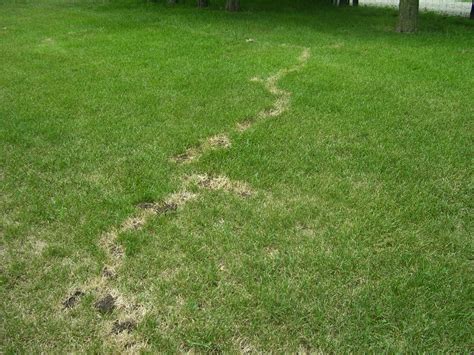 lawn mole control damage iowa west des moines trapping removal poison tunnel exterminate