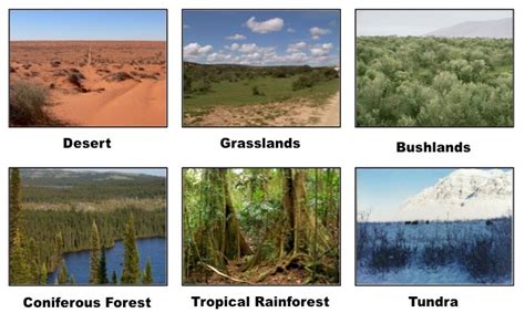 Natural Science for 5 and 6. : 5º AND 6º. Unit 5.Ecosystems