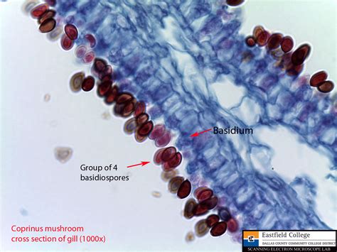 Scanning Electron Microscope Blog: Fungi - Images for Eastfield College ...