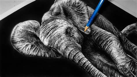 Baby Elephant Pencil Drawing