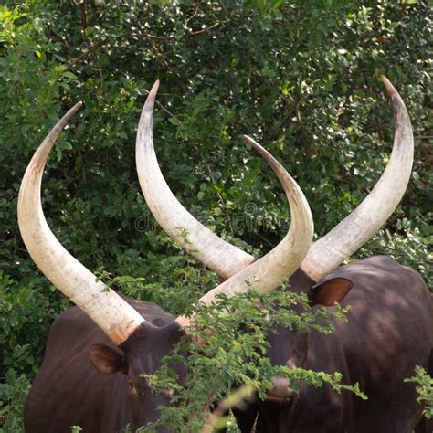 Longhorn Cattle Horns, Pair of Longhorn Cattle in Uganda, Africa Stock ...