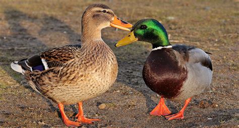 #animal #animal portrait #animal world #aquatic animal #bird #close #drake #duck #duck bird # ...