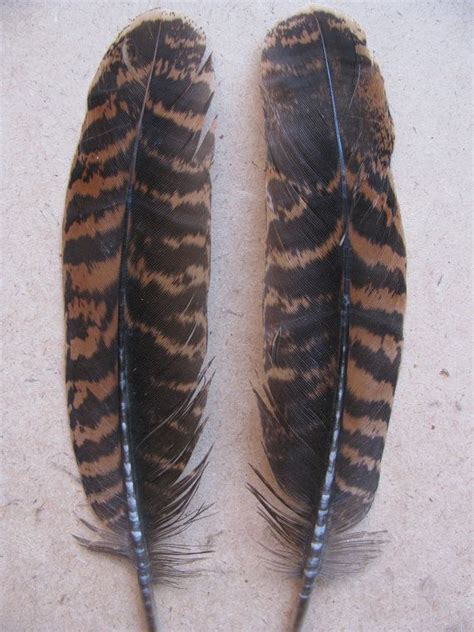 18 Montezuma Mearns Quail feathers