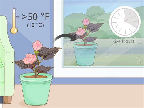 How to Winter Begonia: 14 Steps (with Pictures) - wikiHow