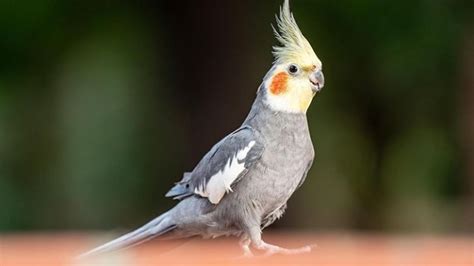 Cockatiel Singing & Talking - Cockatiel Bird Sound & Talking - YouTube