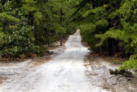 Sandy road - Protecting the New Jersey Pinelands and Pine Barrens ...